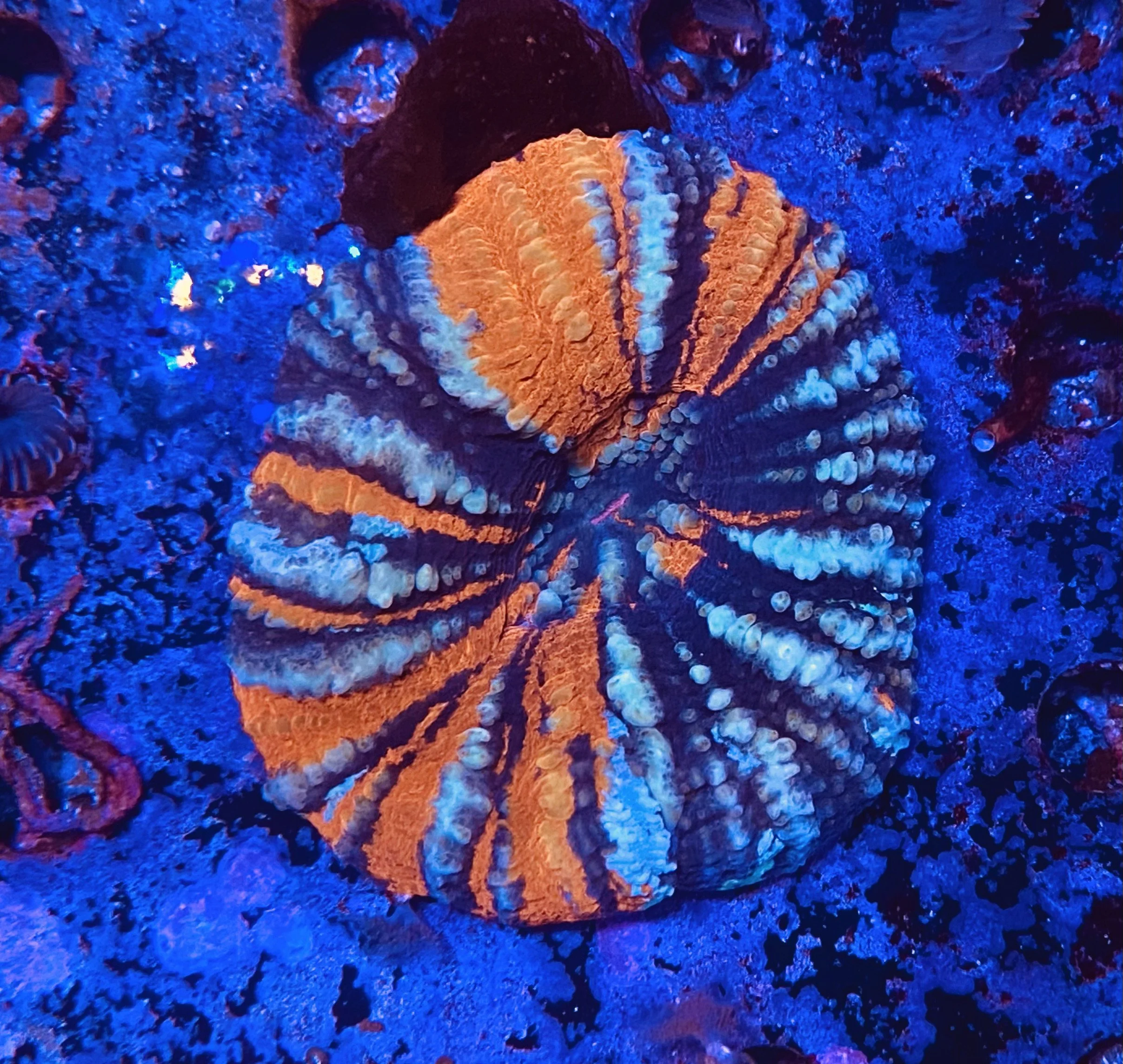 Warpaint Scolymia