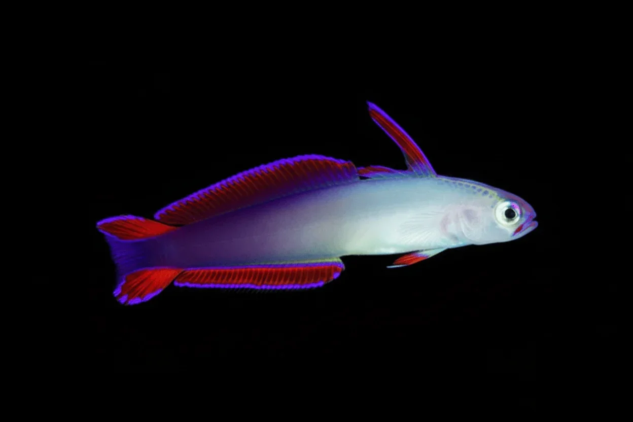 Purple Firefish Goby (Nemateleotris decora)