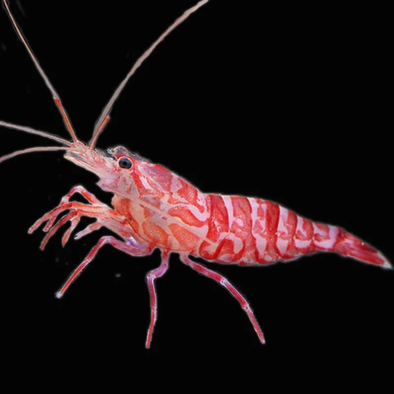 Kuekenthal’s Shrimp (Lysmata kuekenthali)