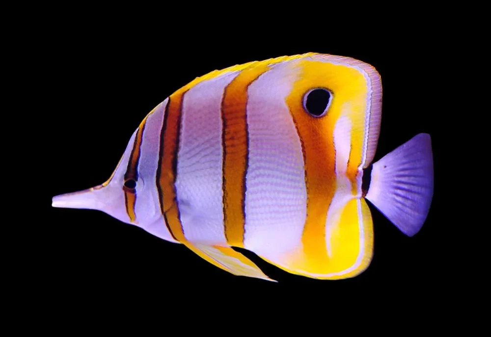 Copperband Butterflyfish (Chelmon rostratus)
