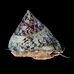 Astraea Turban Snail (Astraea tecta)