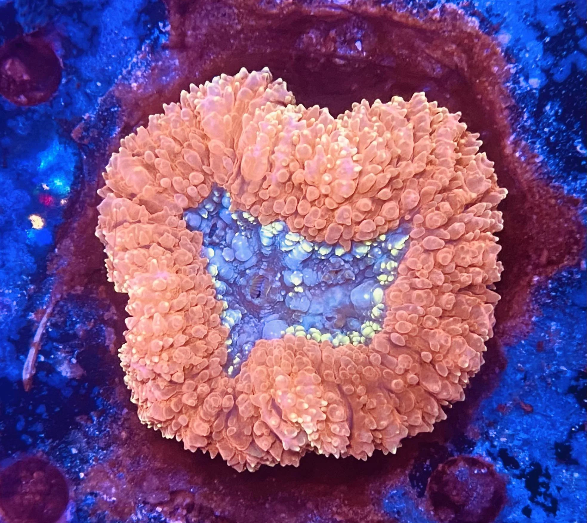 Mini Maxi Anemone