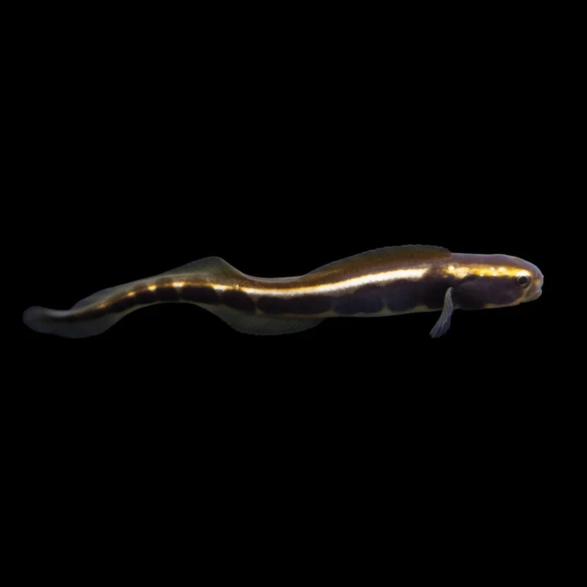 Engineer Goby (Pholidichthys leucotaenia)