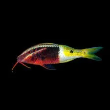 Bicolor Goatfish (Parupeneus barberinoides)