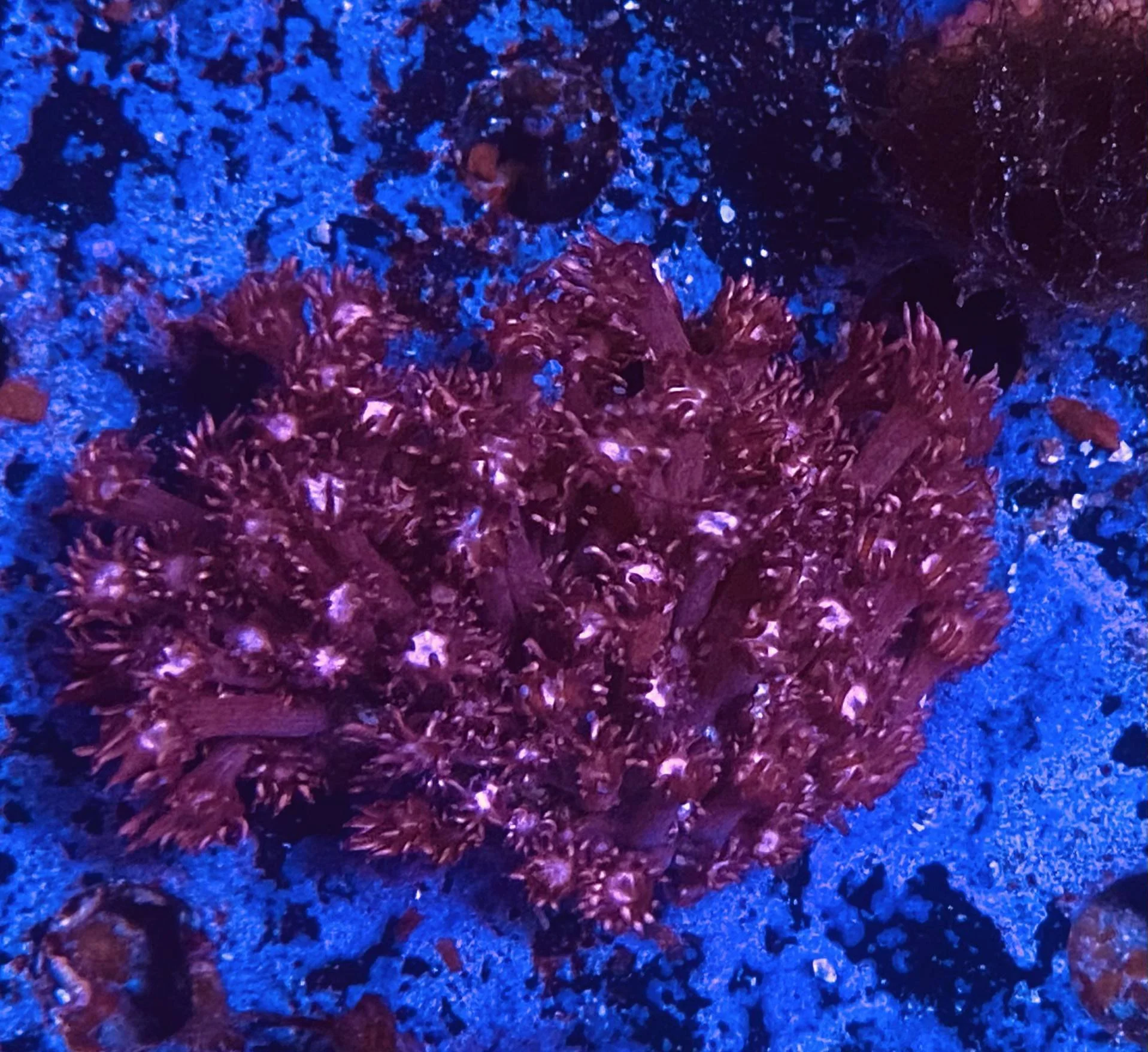 Red Alveopora