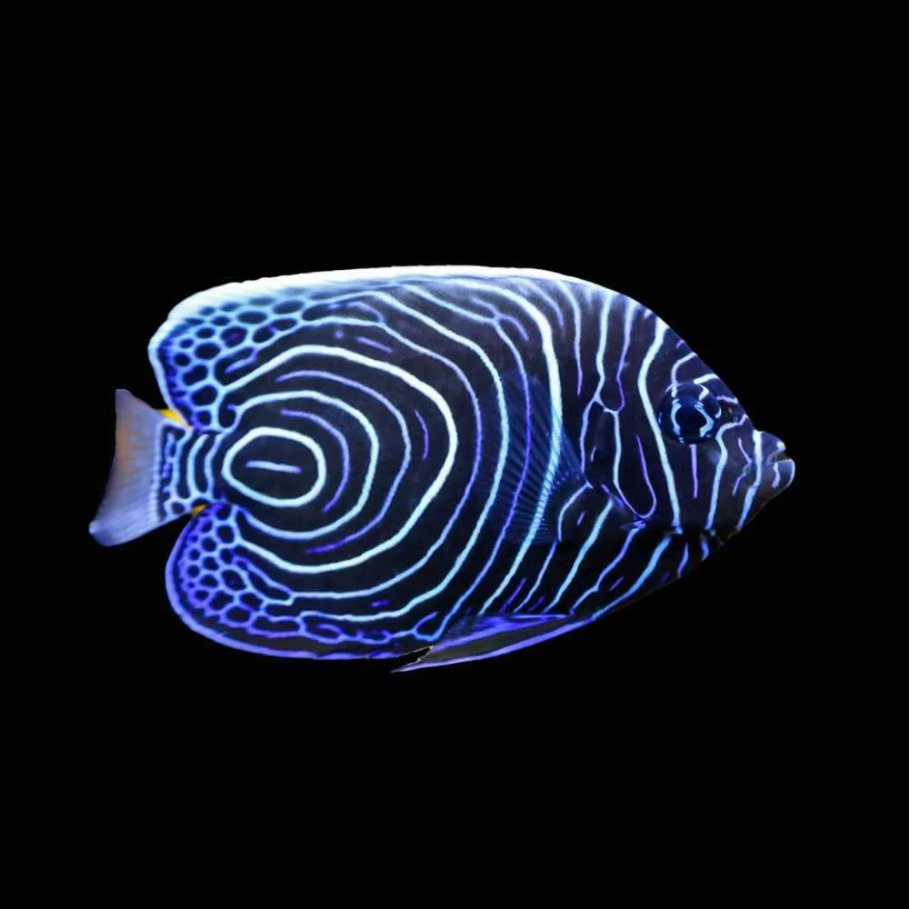 Juvenile Imperator Angelfish (Pomacanthus imperator)