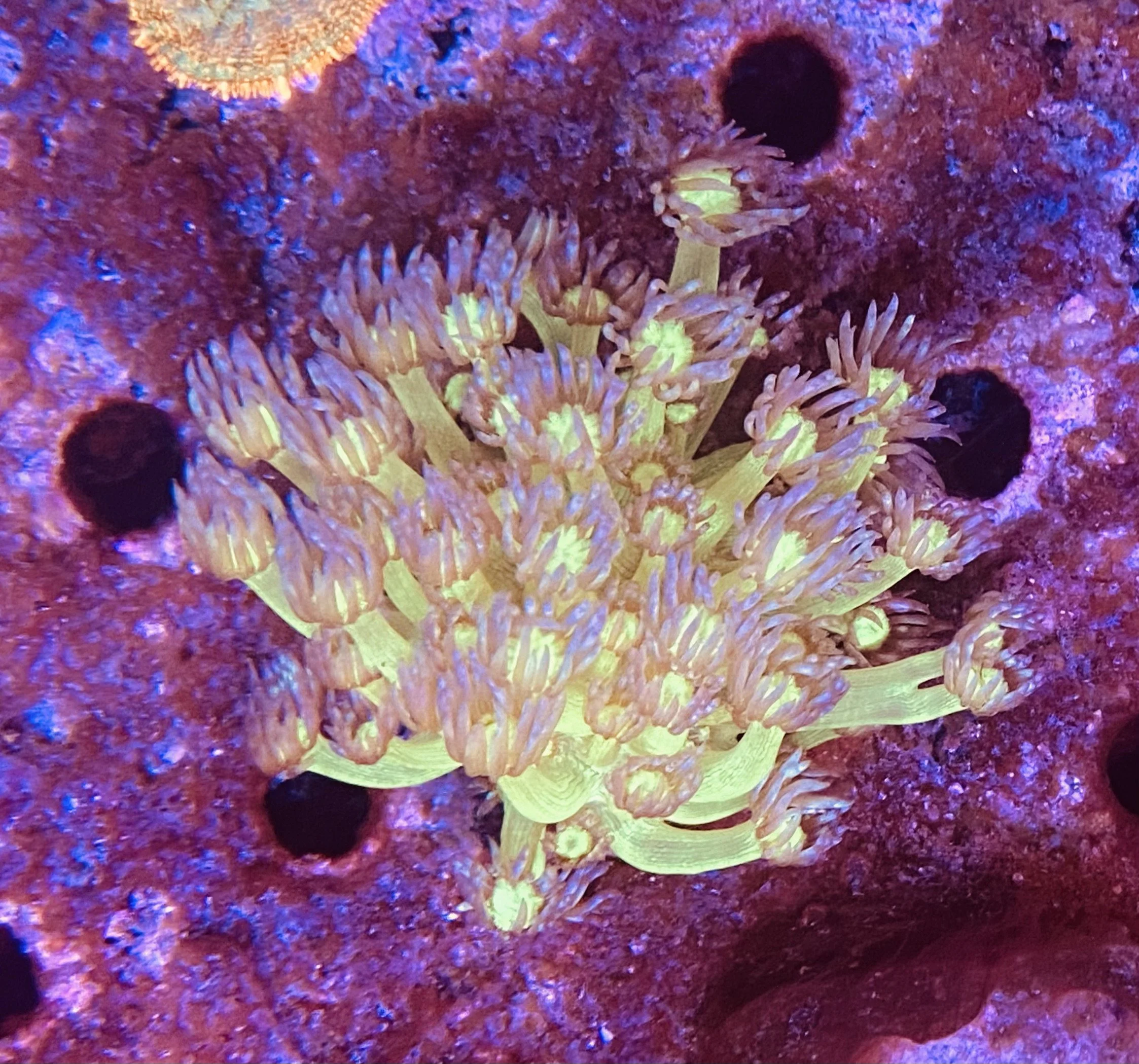 Goniopora