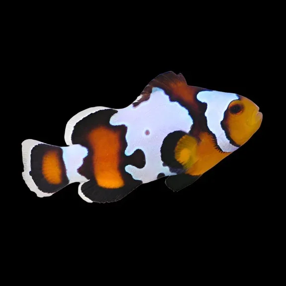 Black Ice Clownfish (Amphiprion ocellaris variant)