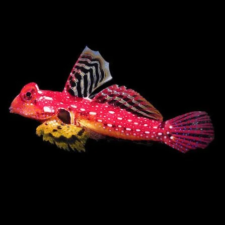 Red Scooter Blenny (Synchiropus stellatus)