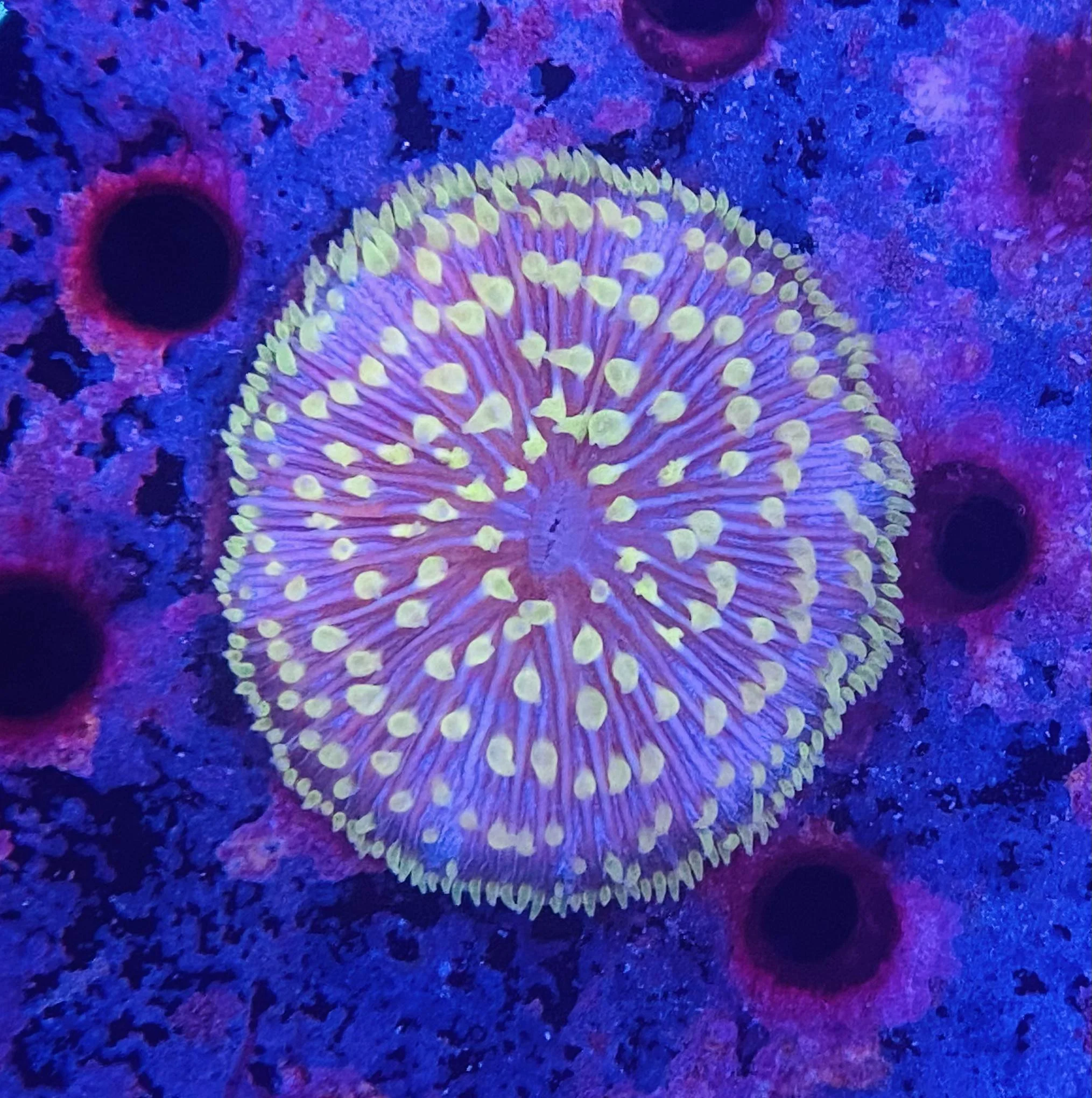Plate Coral