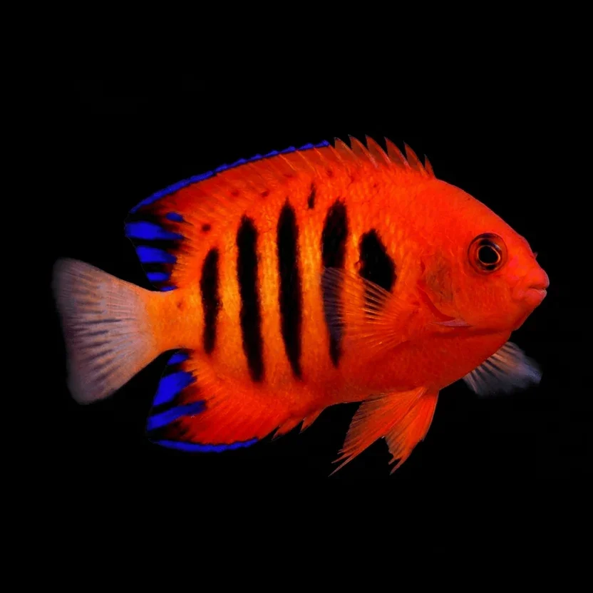 Flame Angelfish (Centropyge loricula)