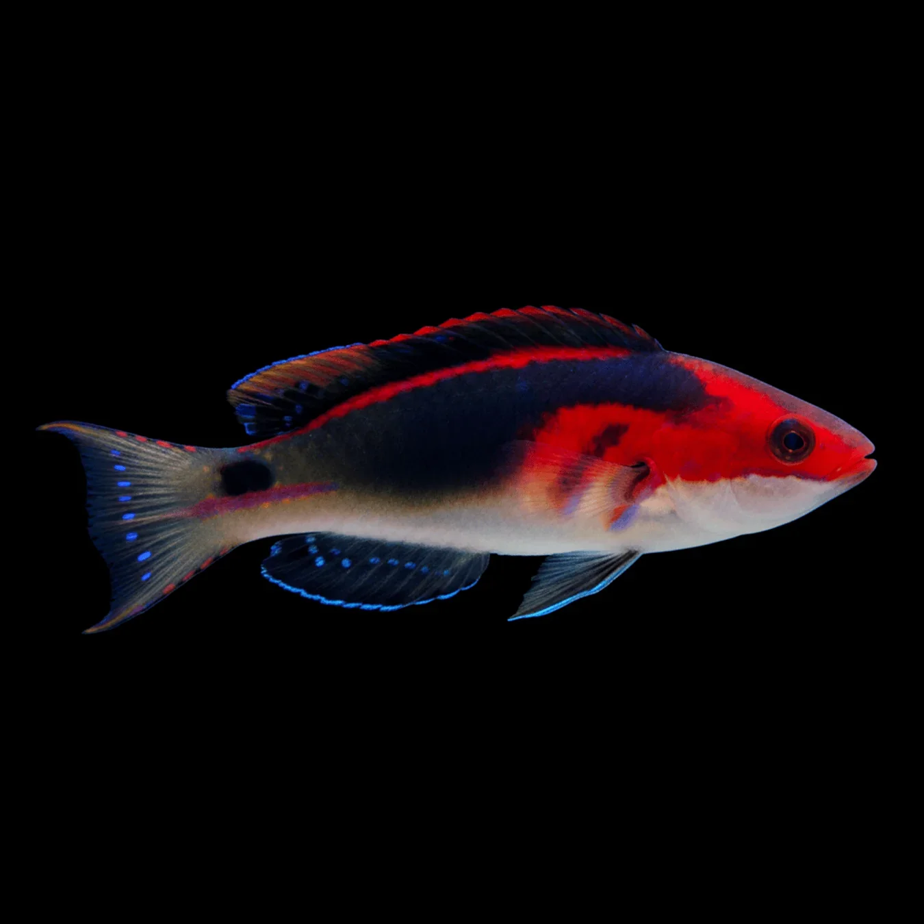 Exquisite Fairy Wrasse (Cirrhilabrus exquisitus)
