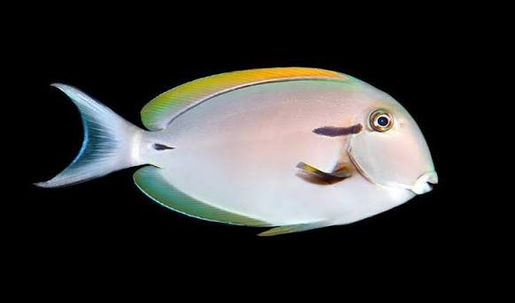 Black Shoulder Tang (Acanthurus nigricauda)