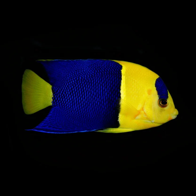 Bicolor Angelfish (Centropyge bicolor)