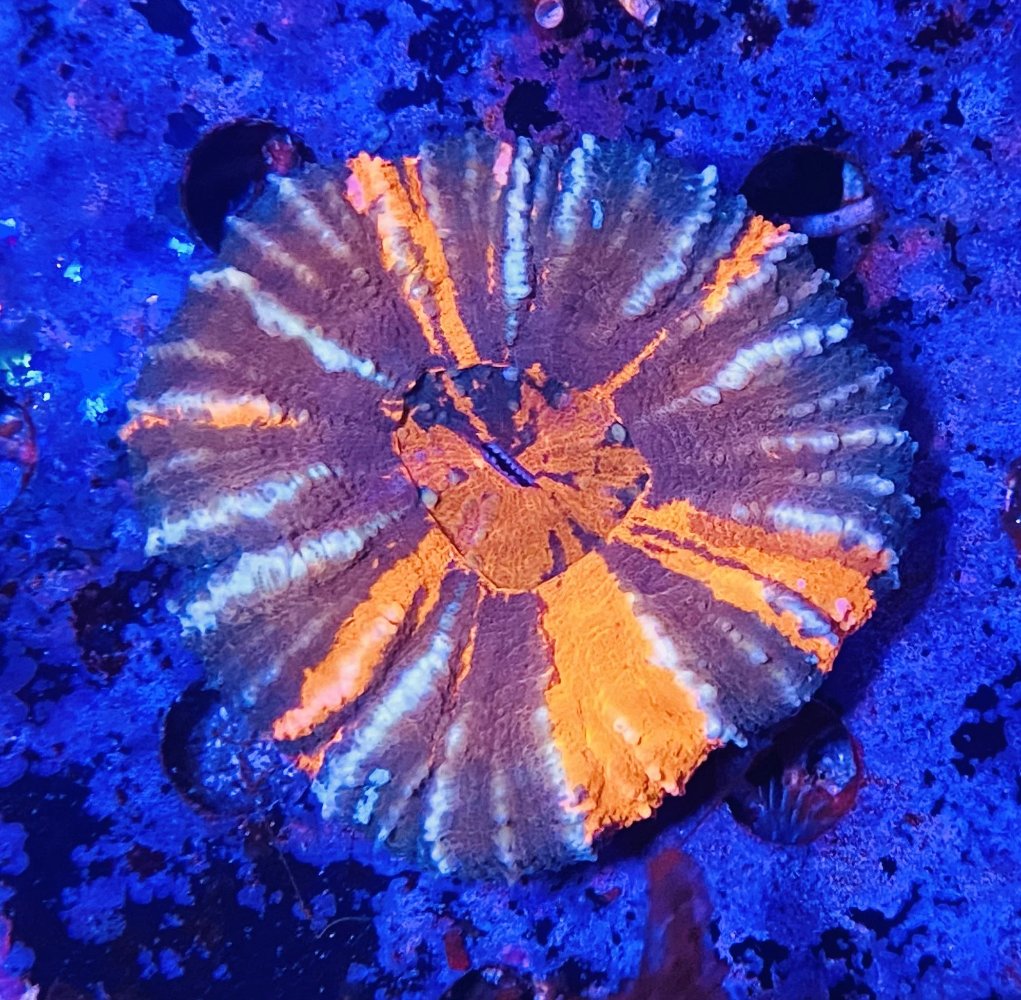 WarPaint Scolymia