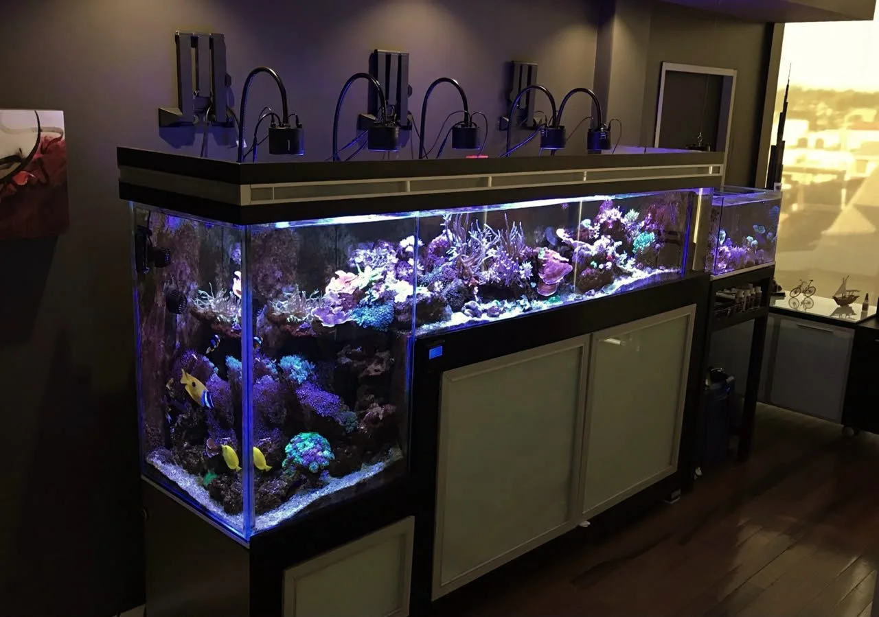 A large saltwater aquarium filled with colorful coral, rocks, and yellow fish, illuminated by purple and blue LED lights, placed on a cabinet in a dimly lit room.