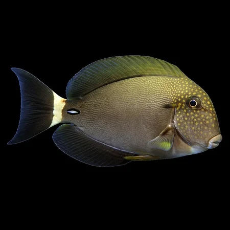 Maculiceps Tang (Acanthurus maculiceps)