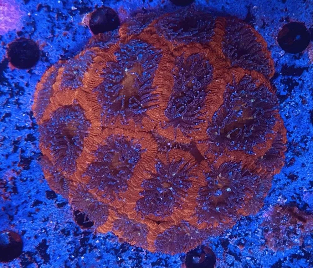 Orange and Purple Acanthastrea