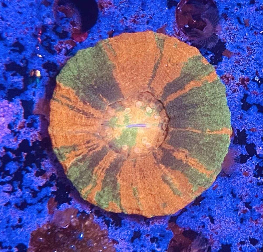 Orange and Green Stripe Scolymia