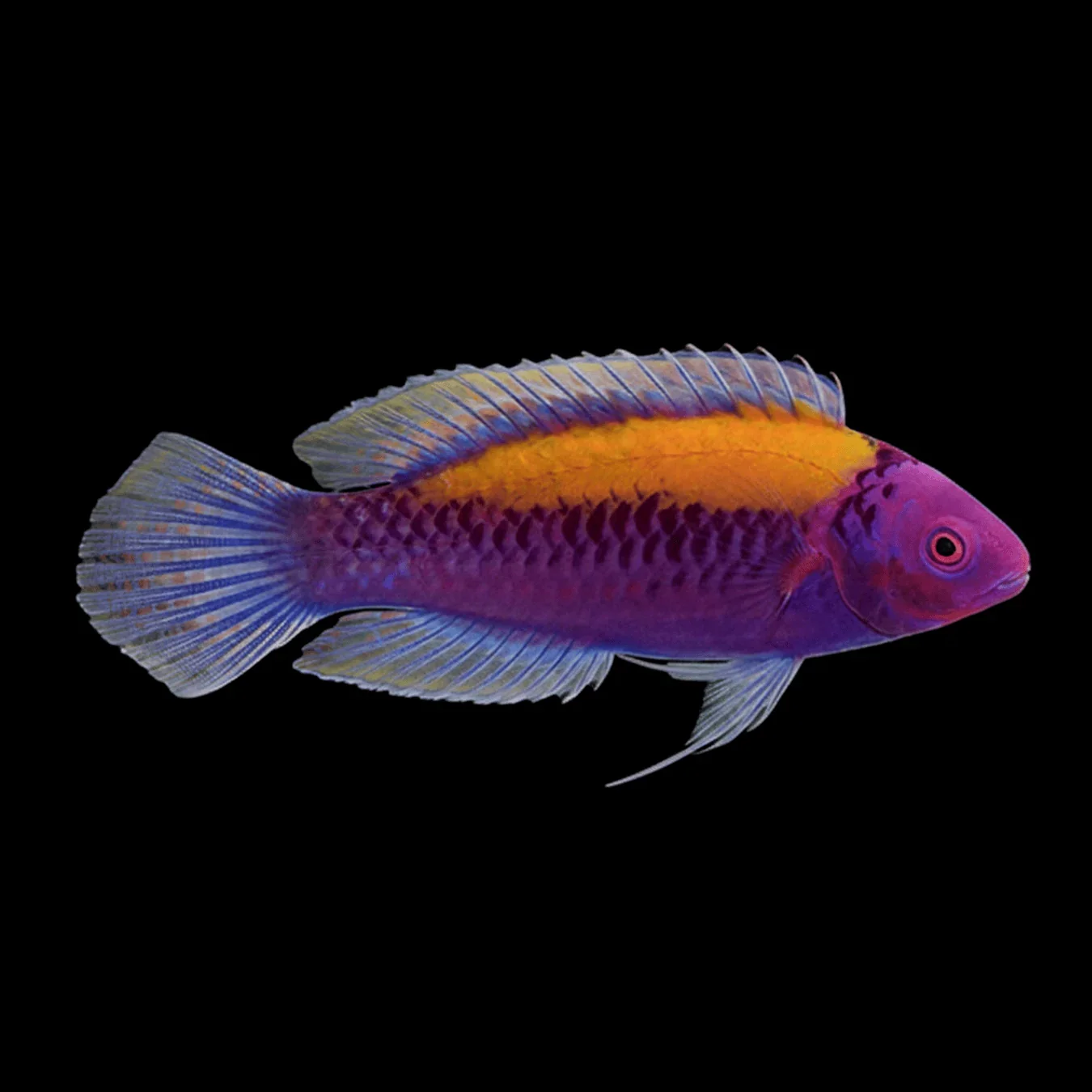 Orangeback Fairy Wrasse (Cirrhilabrus aurantidorsalis)