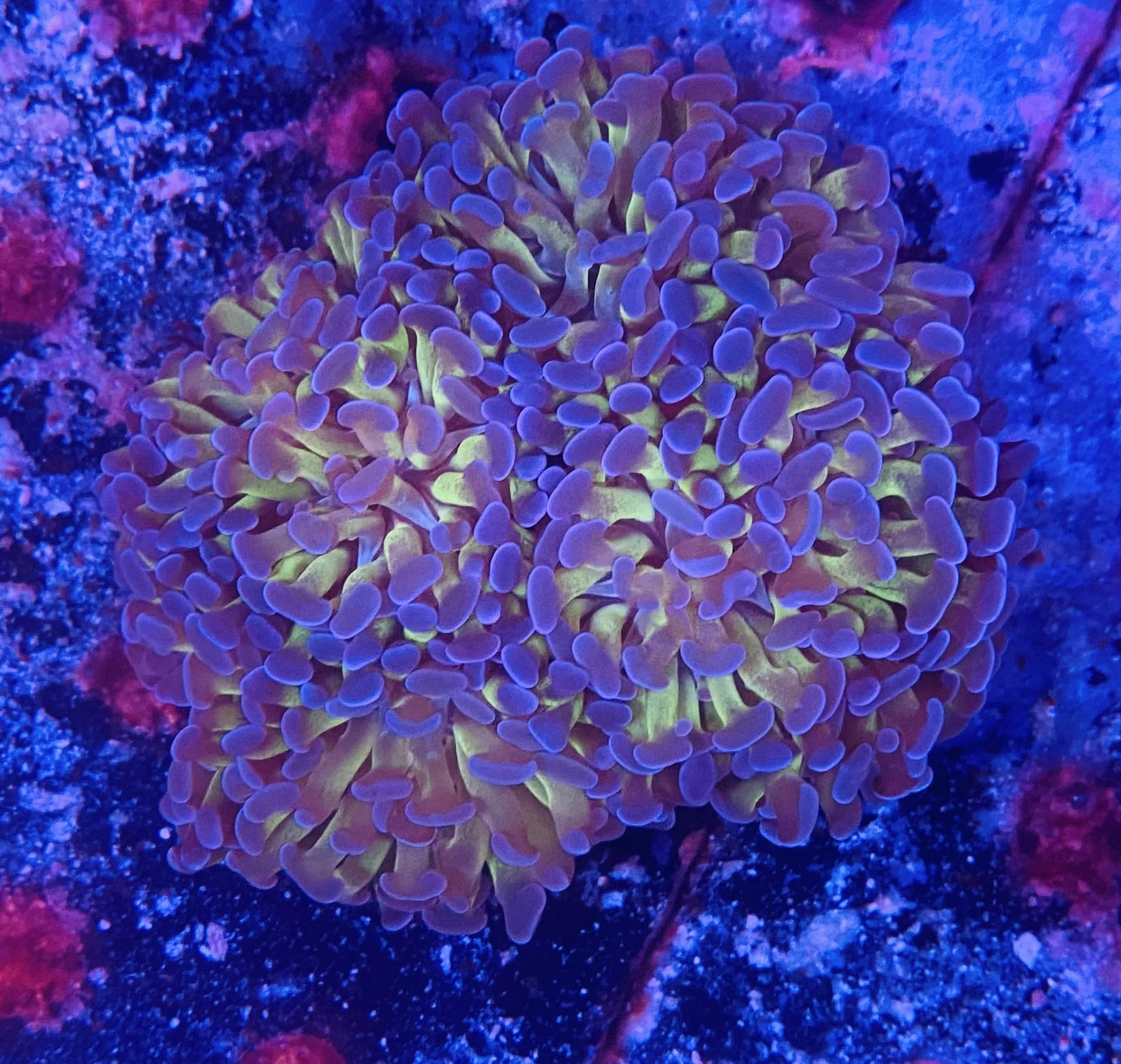 Bicolor Hammer Coral
