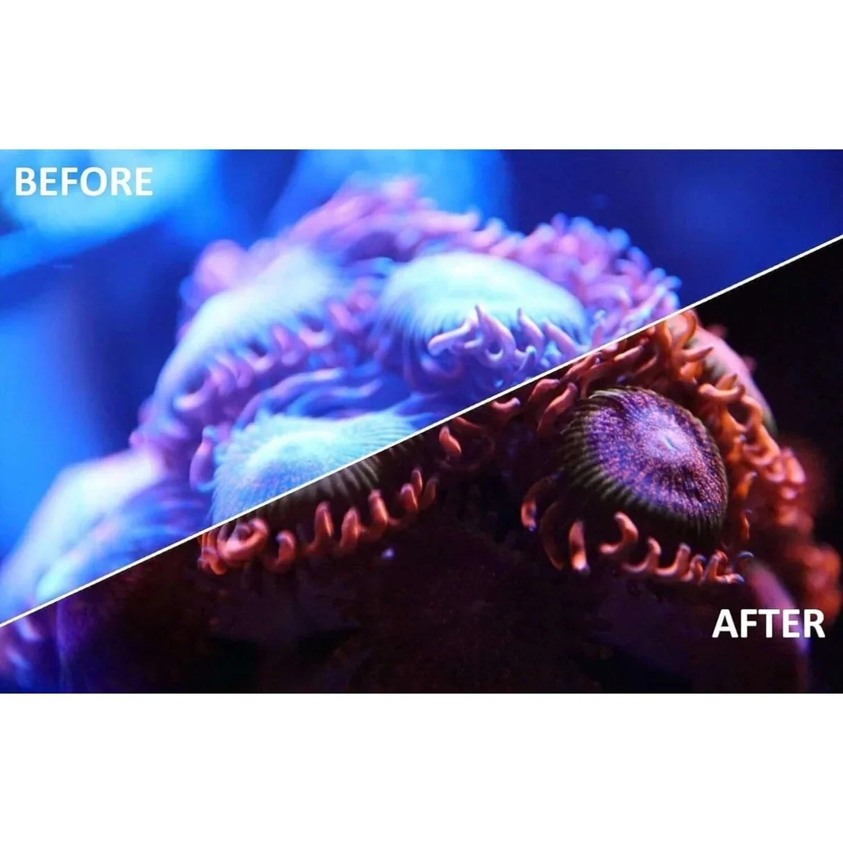 red-sea-reefview-coral-glasses-before-after-enhanced-color-viewing.webp