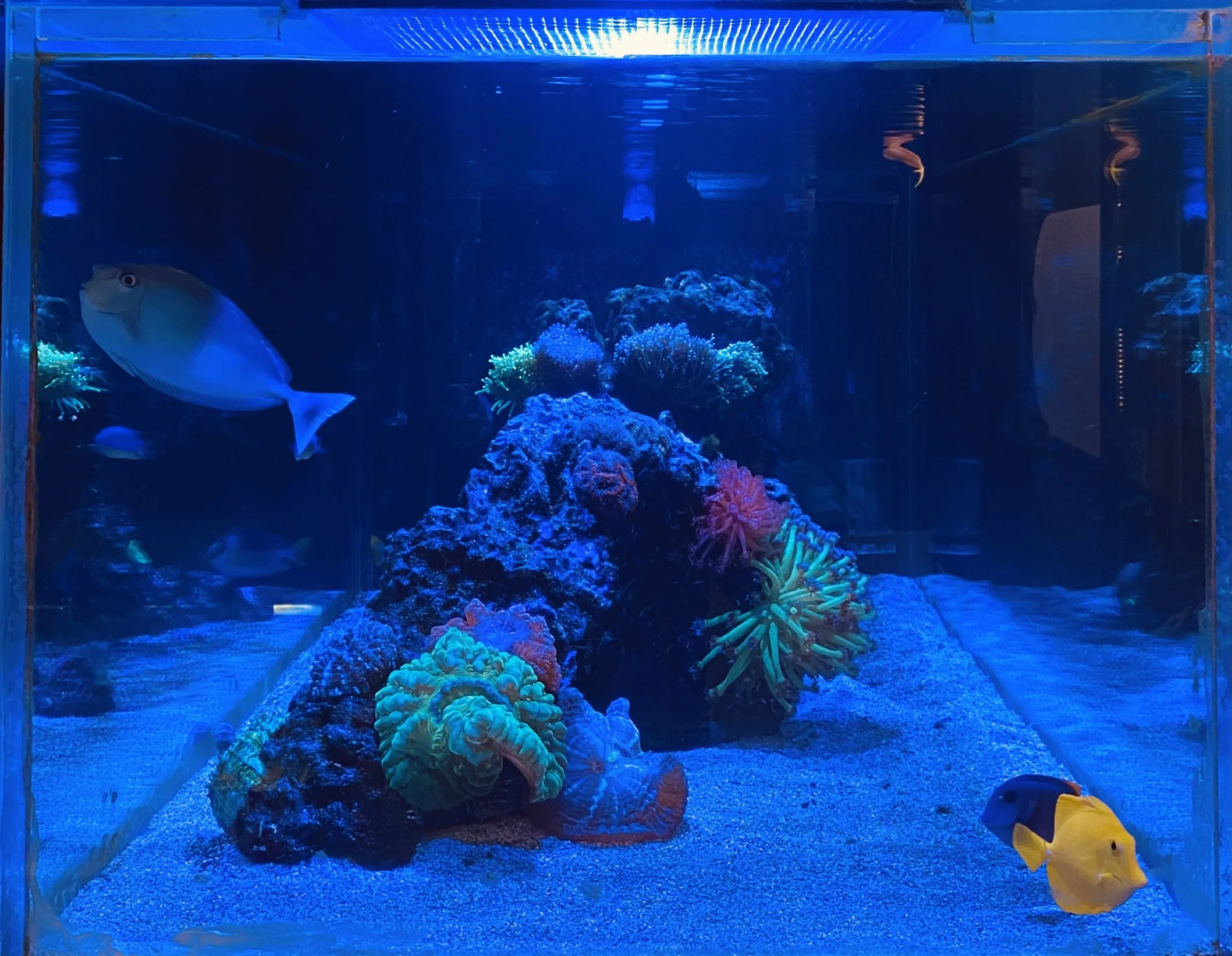 An aquarium with colorful coral and fish, including a large yellow fish at the bottom right, swimming in blue water under bright lighting.
