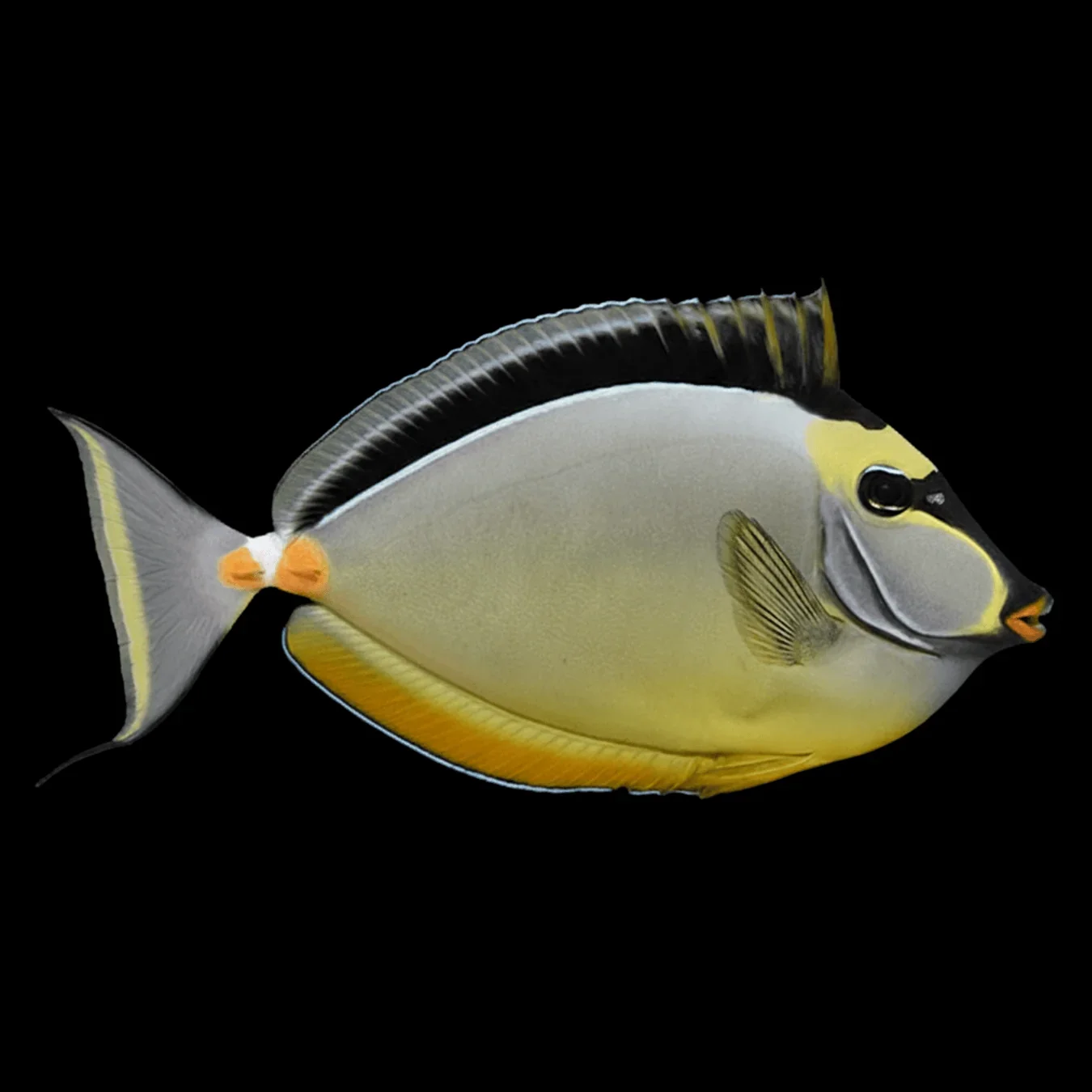 Naso Tang (Naso lituratus)