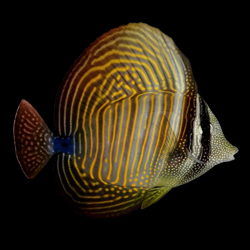 Desjardini Sailfin Tang (Zebrasoma desjardinii)
