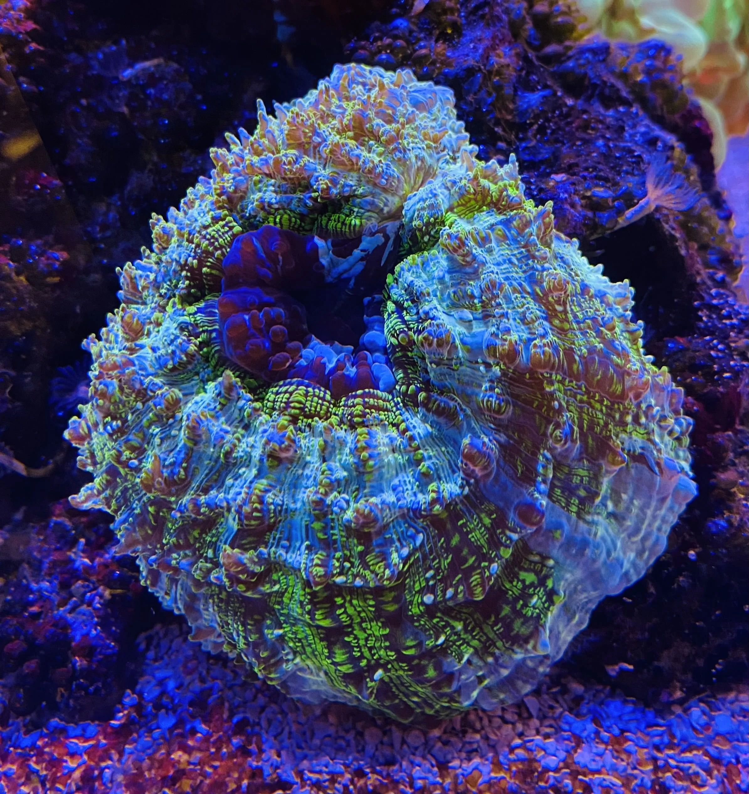 Lobophyllia