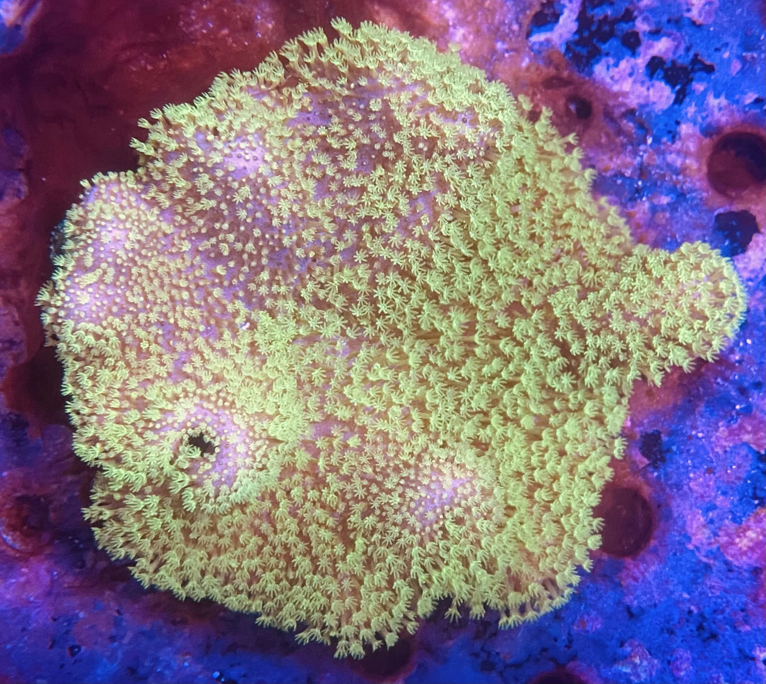 Green Toadstool