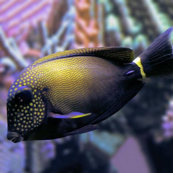 maculiceps-tang-acanthurus-maculiceps-965549_600x600.jpg