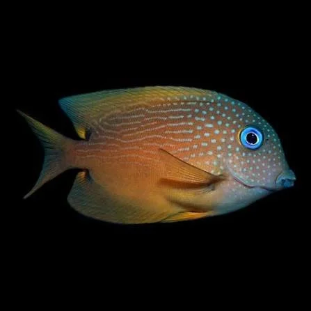 Blue Eye Tang (Ctenochaetus binotatus)
