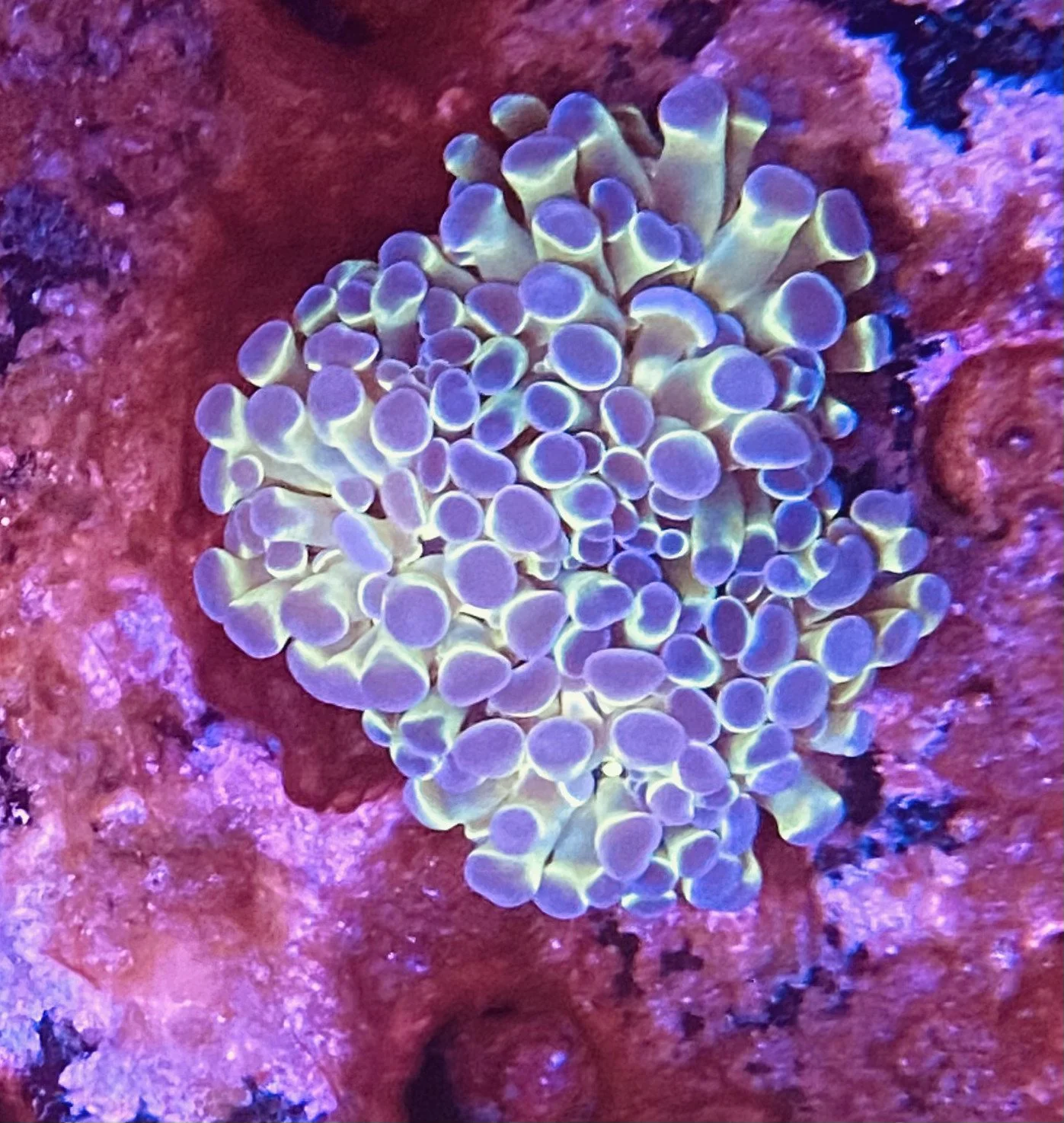 Bicolor Hammer Coral