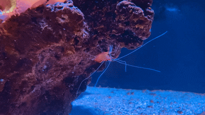 Invertebrates