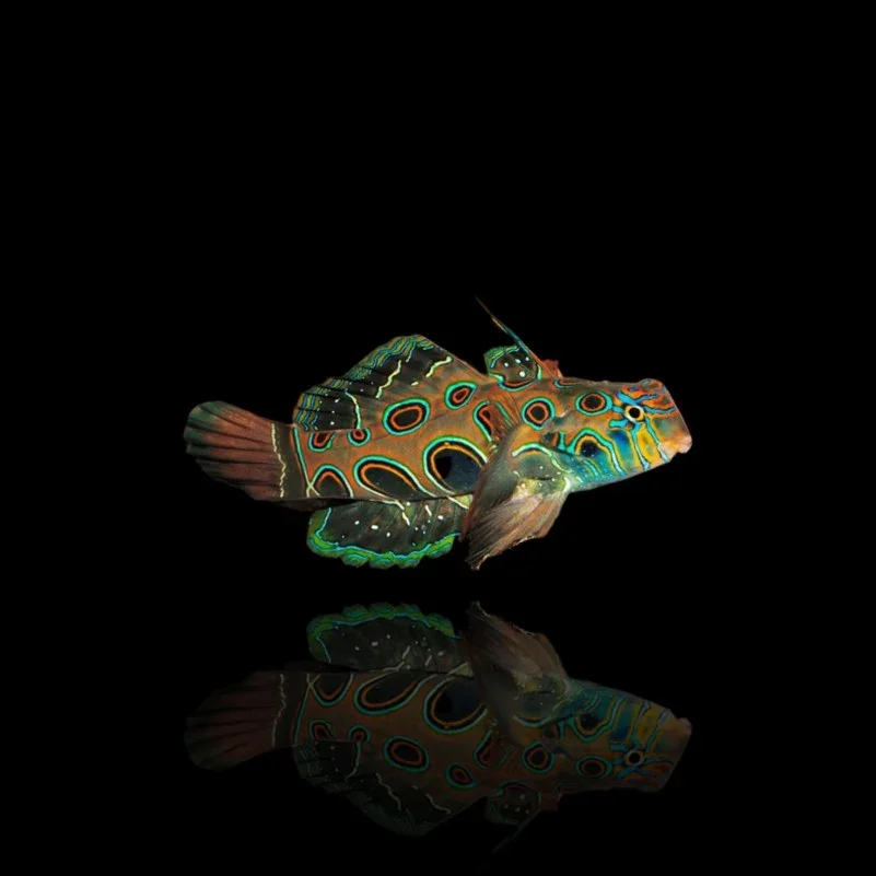 Yellow Mandarin Goby (Synchiropus picturatus)