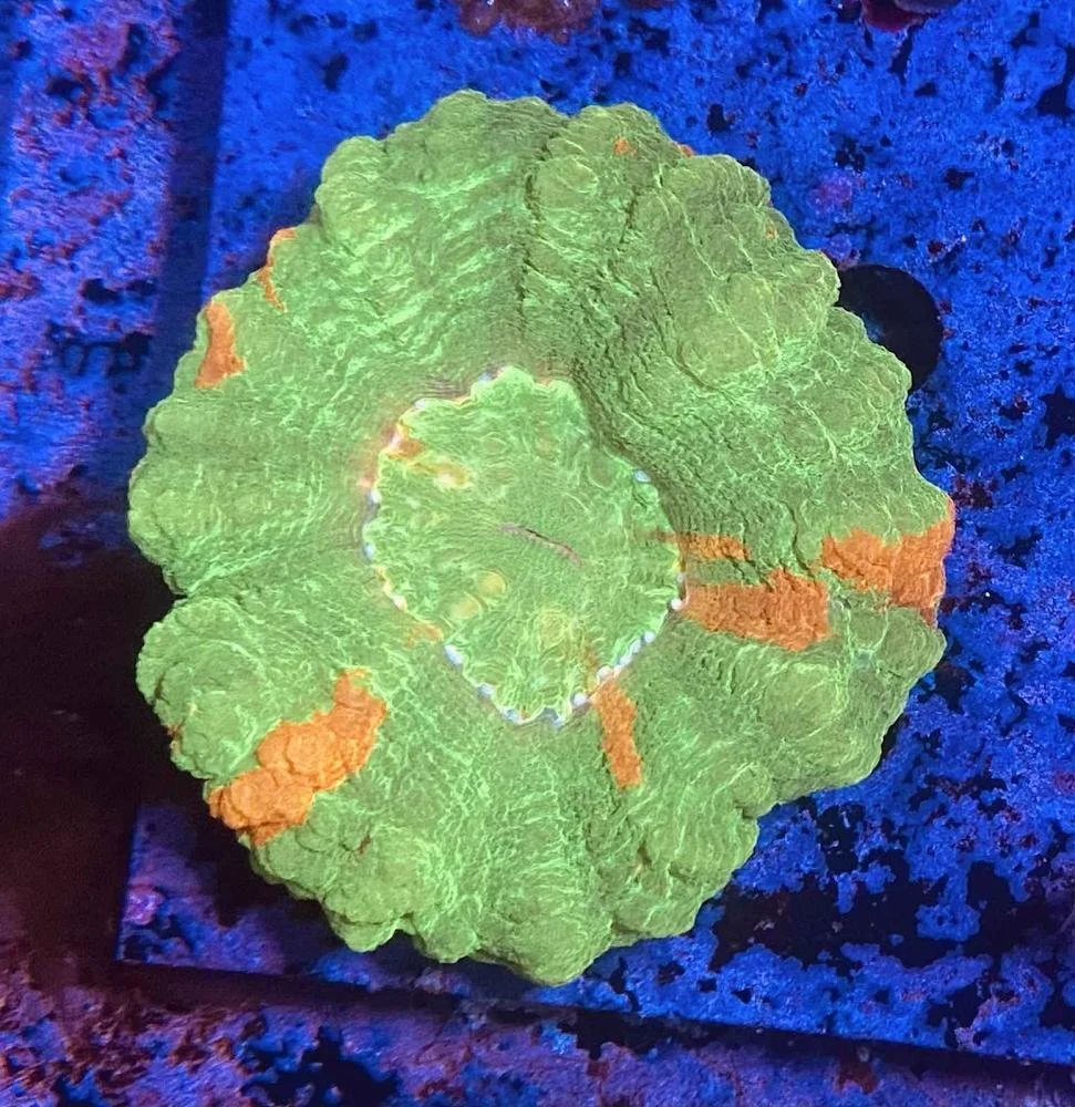 Green and Orange Scolymia