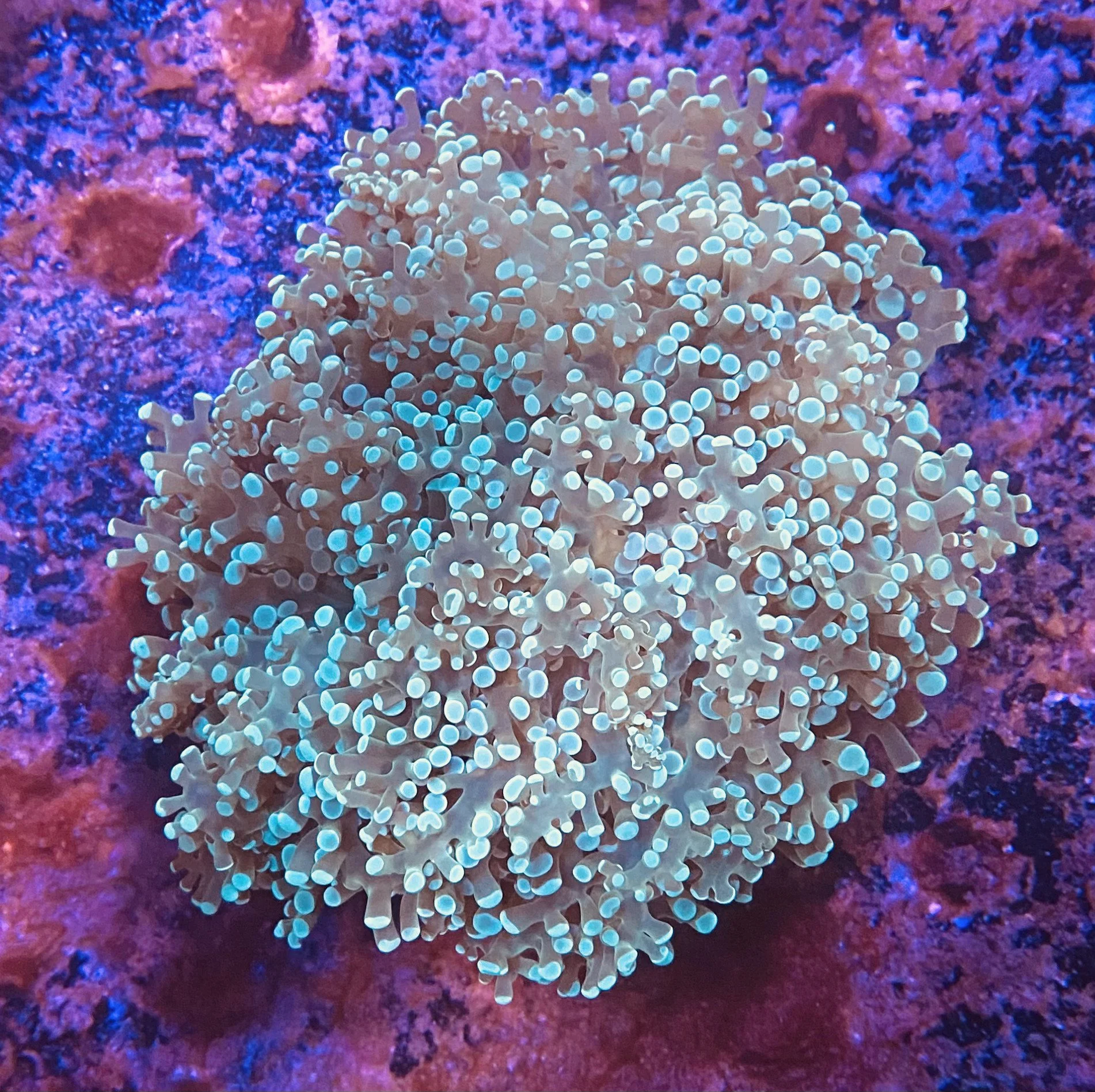Frogspawn