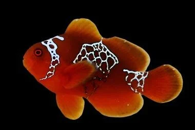 Lightning Maroon Clownfish (Premnas biaculeatus)