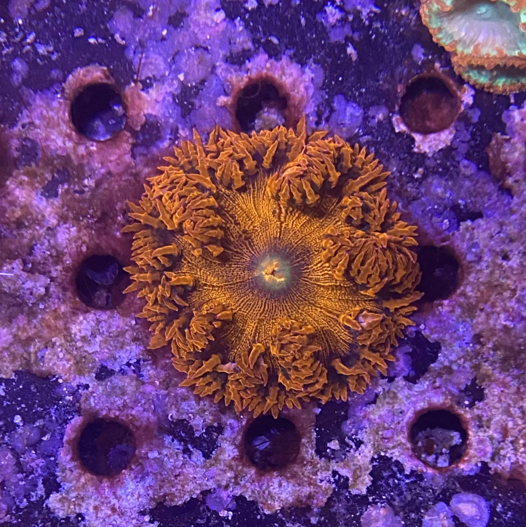 Rock Flower Anemone (Epicystis crucifer)