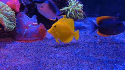 Fish
