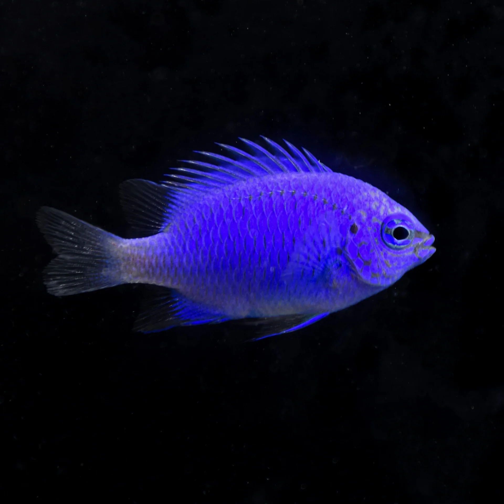 Springer's Damselfish (Chrysiptera springeri)