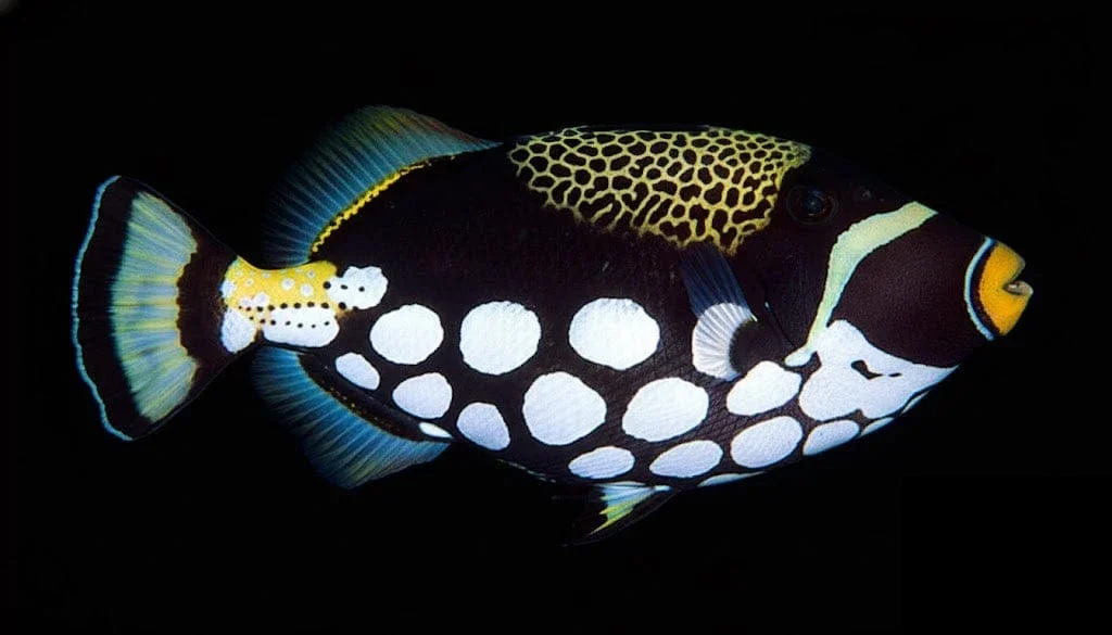 Clown Triggerfish (Balistoides conspicillum)