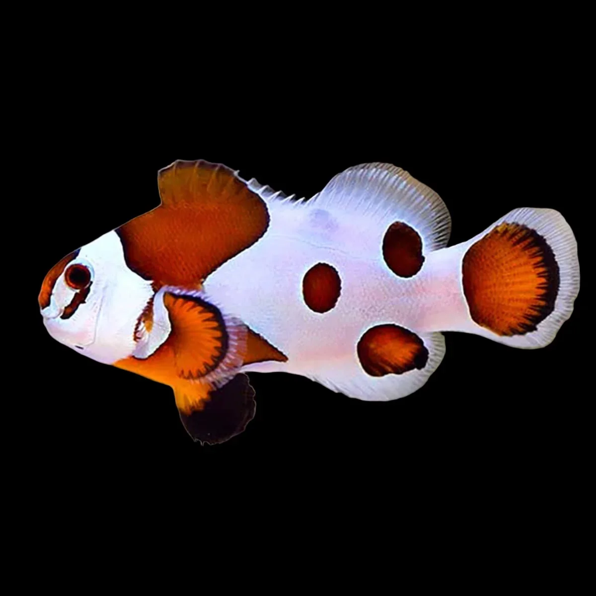 Orange Storm Clownfish (Amphiprion ocellaris variant)