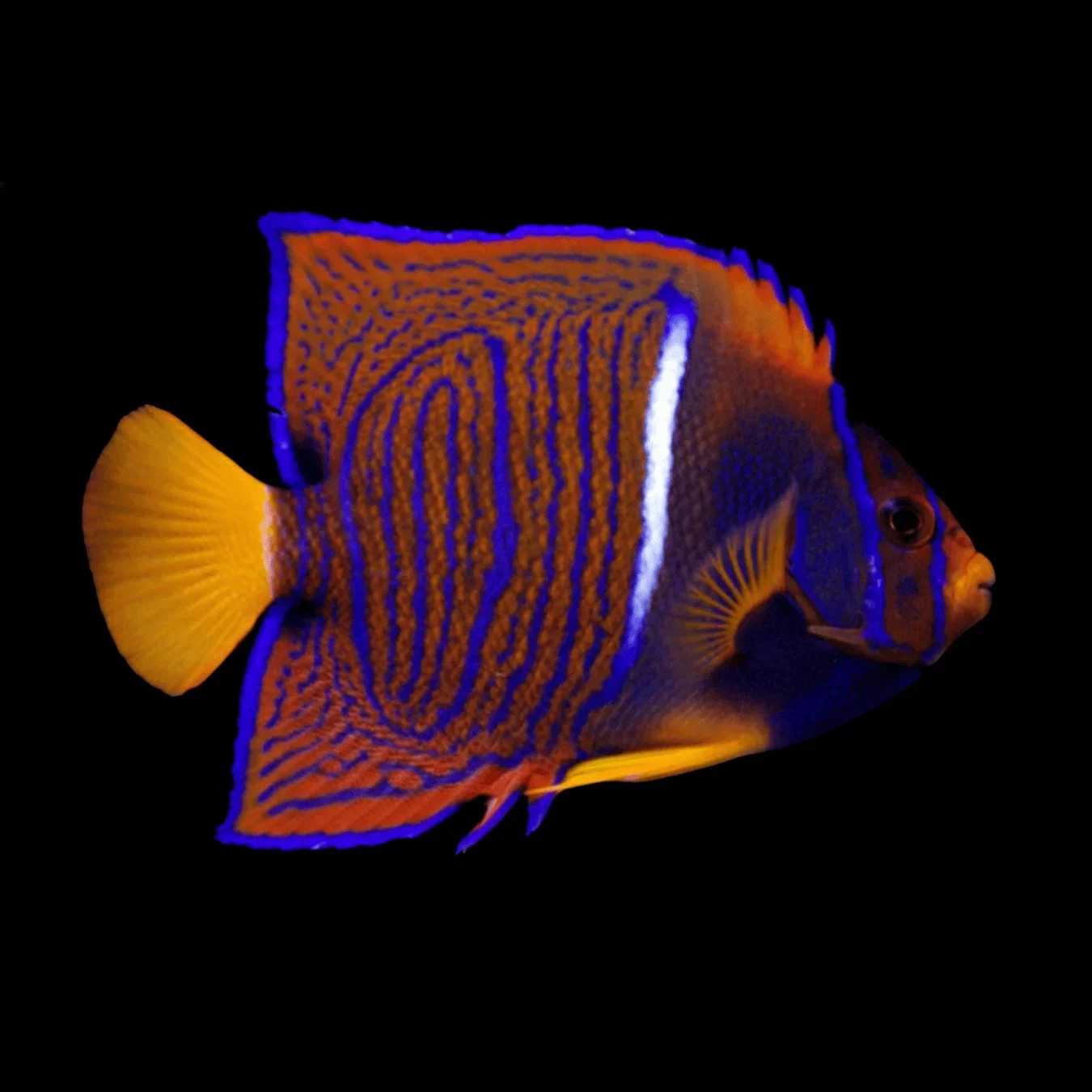 Passer Angelfish (Pomacanthus passer)
