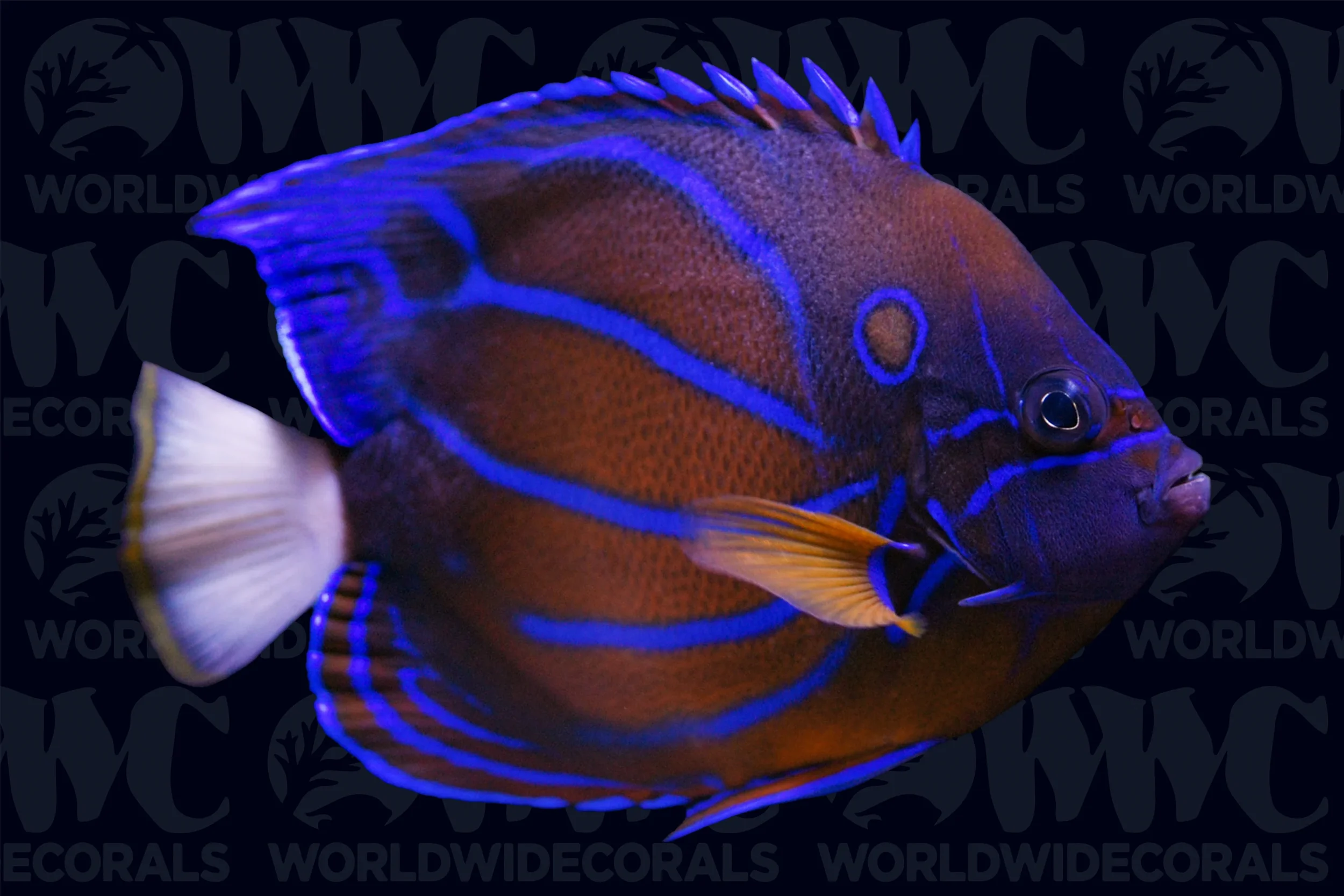 Annularis Angelfish (Pomacanthus annularis)