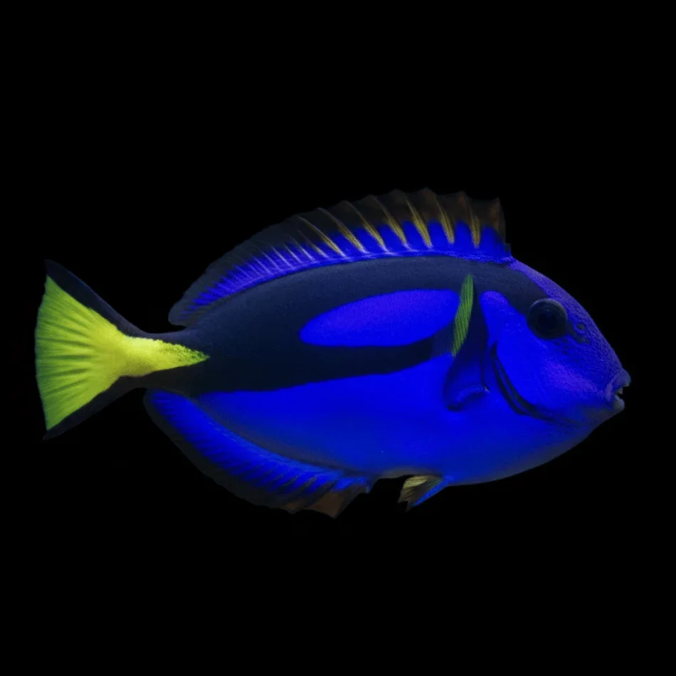 Blue Hippo Tang (Paracanthurus hepatus)