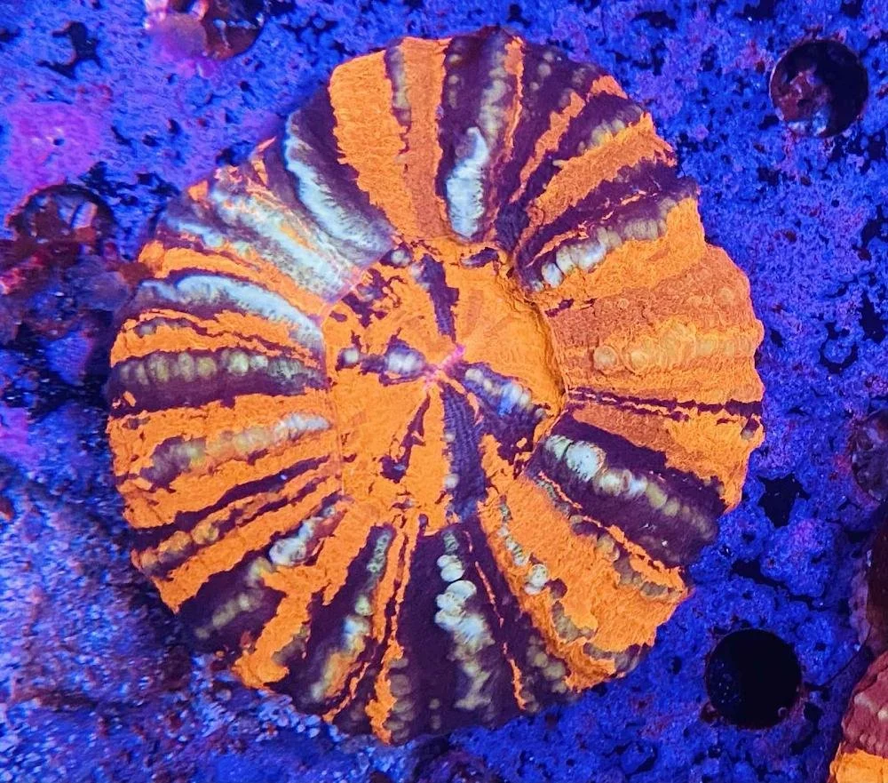 Master Scolymia