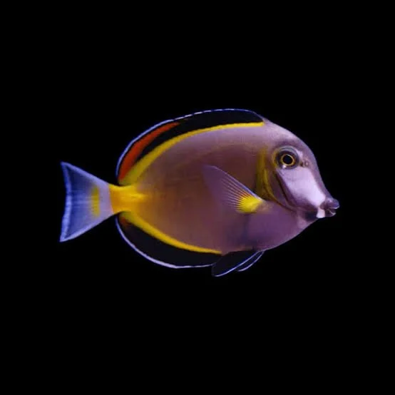 Powder Brown Surgeonfish (Acanthurus japonicus)