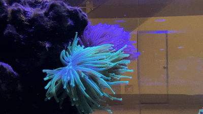 Corals